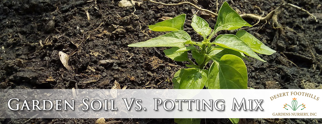 Garden Soil vs. Potting Mix - Desert Foothills Gardens, Inc. Cave Creek AZ