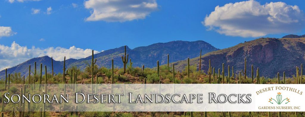 Sonoran Landscape Rock Phoenix | Desert Foothills Gardens Nursery, Inc.