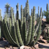 desert-plants-20