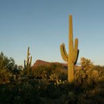 saguaro cactus for sale in cave creek & phoenix, az