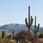 saguaro-cactus-02