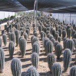 saguaro-cactus-03
