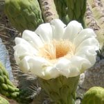saguaro-cactus-04