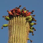 saguaro-cactus-05