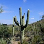 saguaro-cactus-06