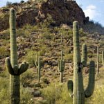 saguaro-cactus-07
