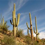 saguaro-cactus-08