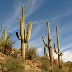 Saguaro Cactus For Sale Phoenix, AZ - Desert Foothills ...