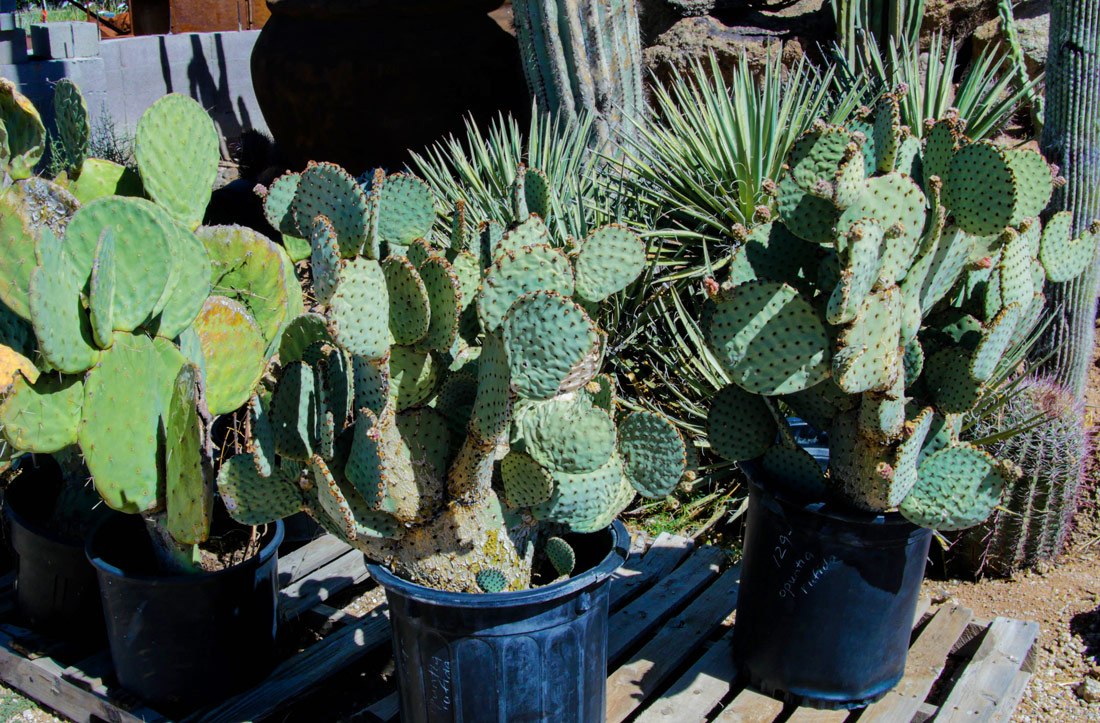 cactus-07