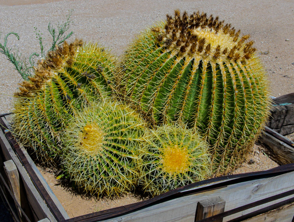 cactus-09