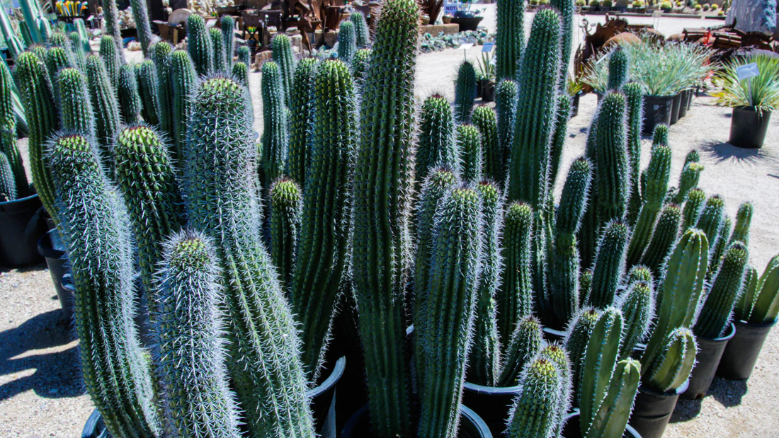 cactus-11