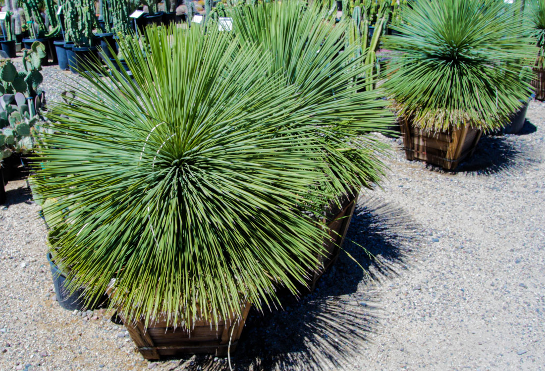cactus-12