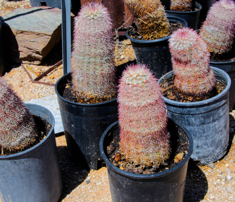 cactus-18
