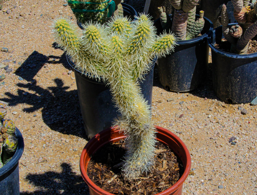cactus-for-sale-02