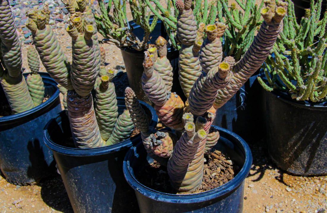 cactus-for-sale-04