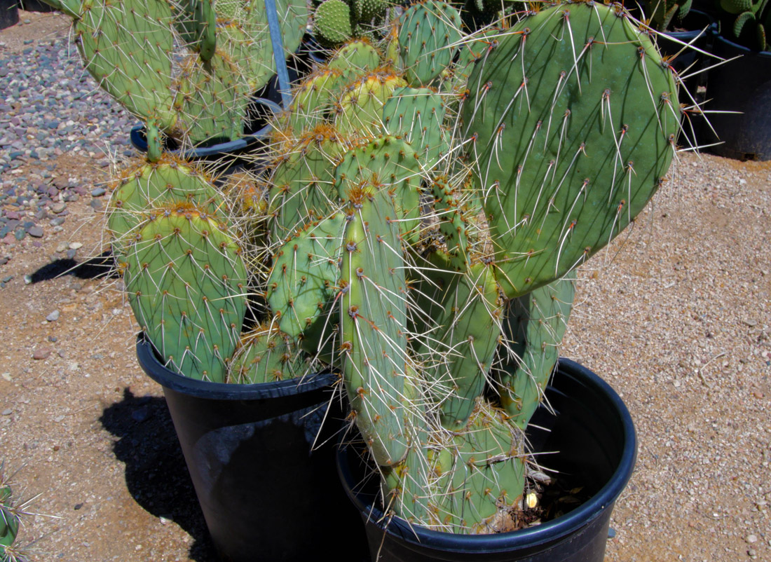 desert-plants-01