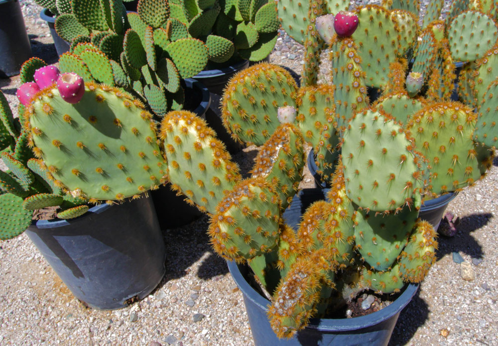 desert-plants-03