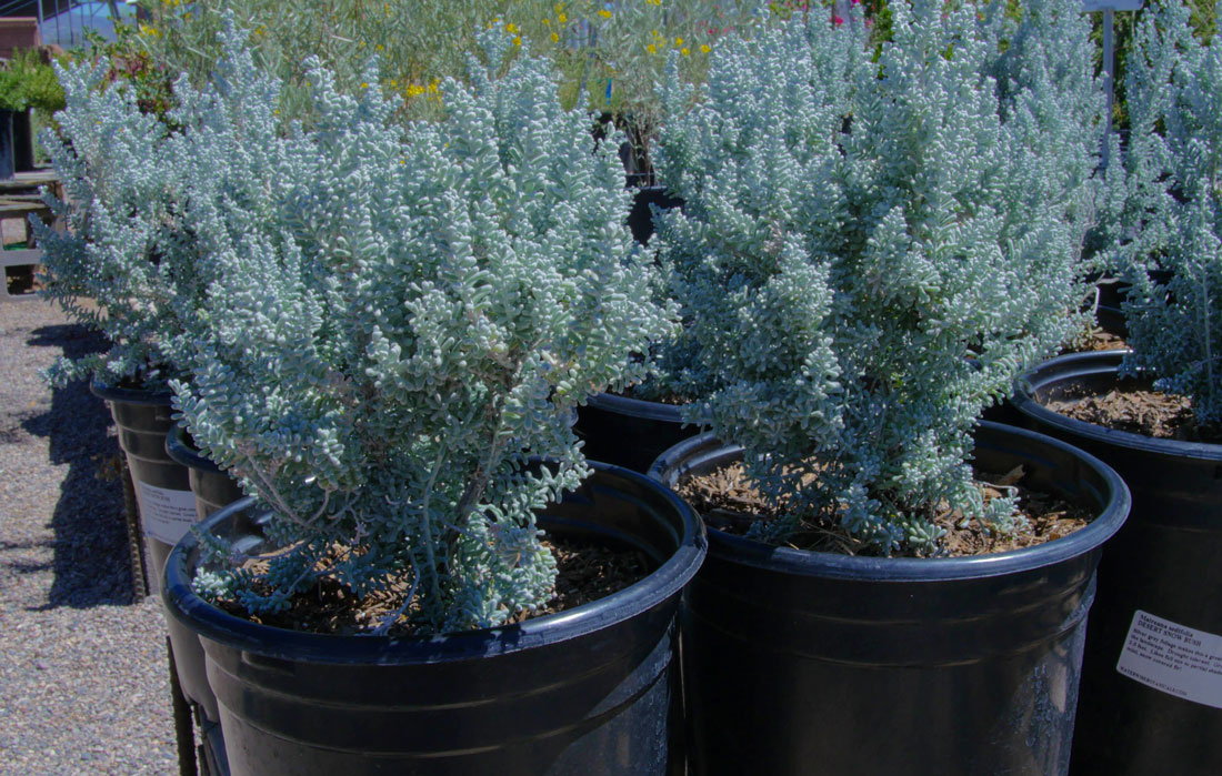 desert-plants-05