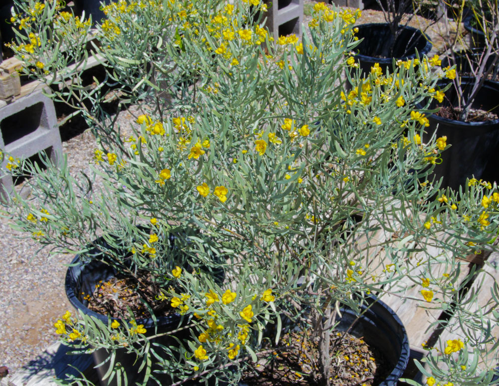 desert-plants-06
