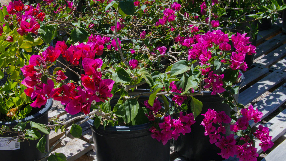 Desert Tree & Plant Nursery Phoenix - Desert Foothills Gardens, Inc.