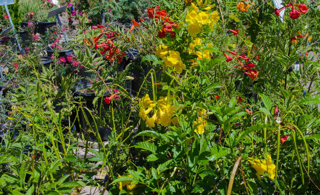 desert-plants-08