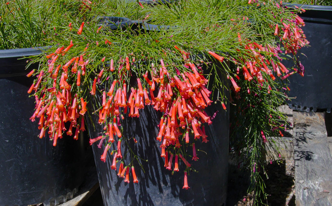 desert-plants-10
