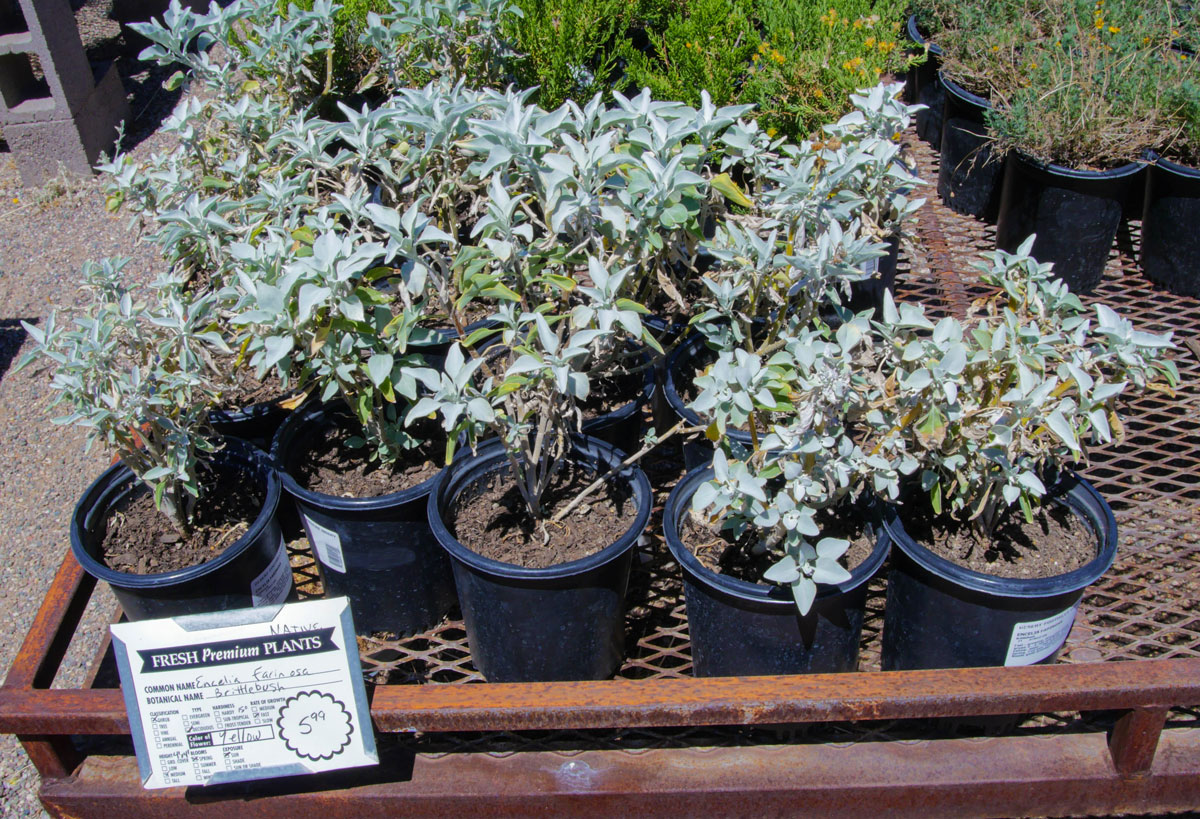 desert-plants-13