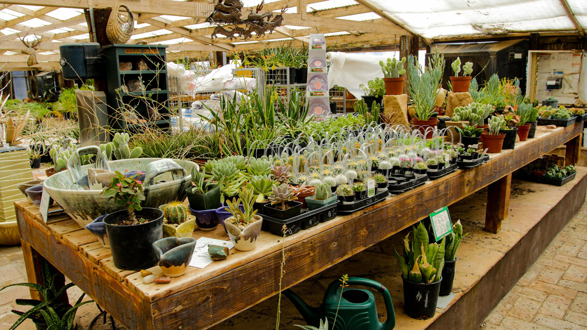 Cactus Nursery Phoenix & Cave Creek Desert Foothills Gardens