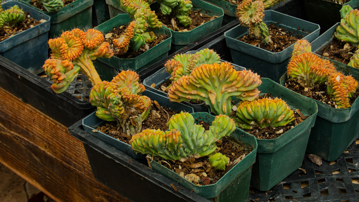Cactus Nursery Phoenix & Cave Creek Desert Foothills Gardens