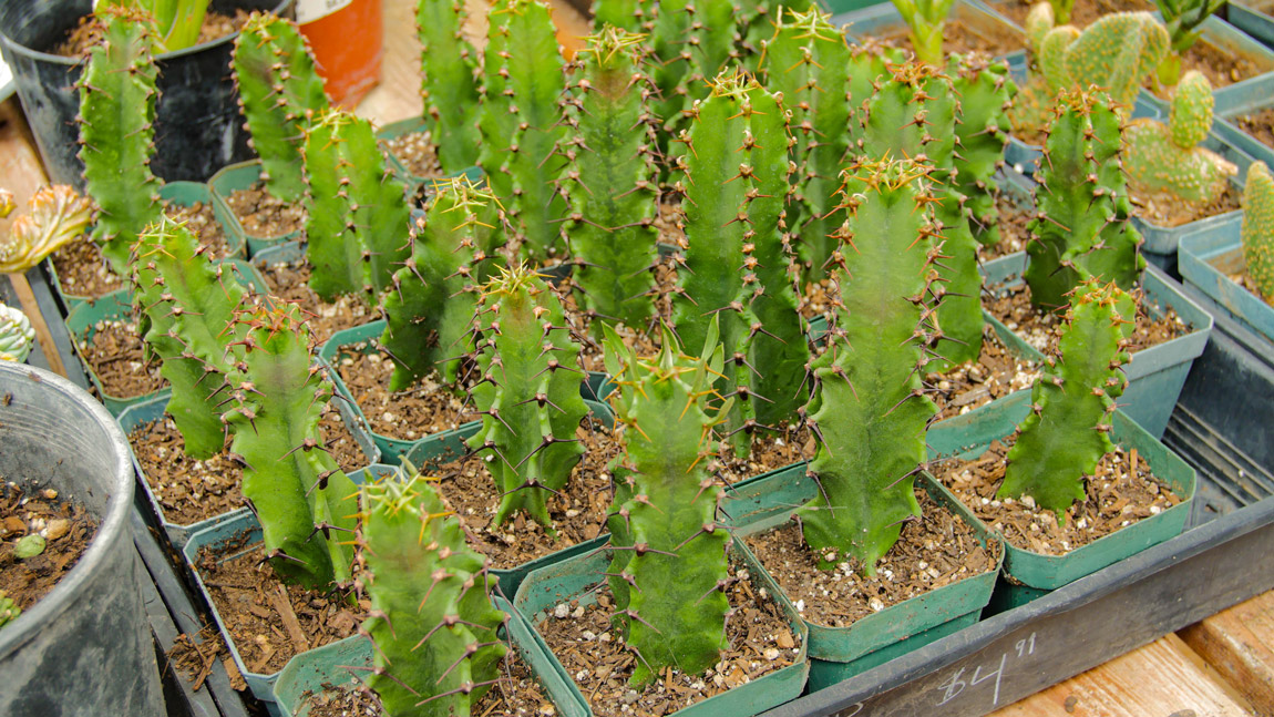 Cactus Nursery Phoenix & Cave Creek - Desert Foothills Gardens