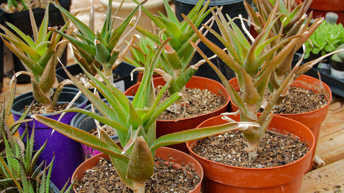 Cactus Nursery Phoenix & Cave Creek Desert Foothills Gardens