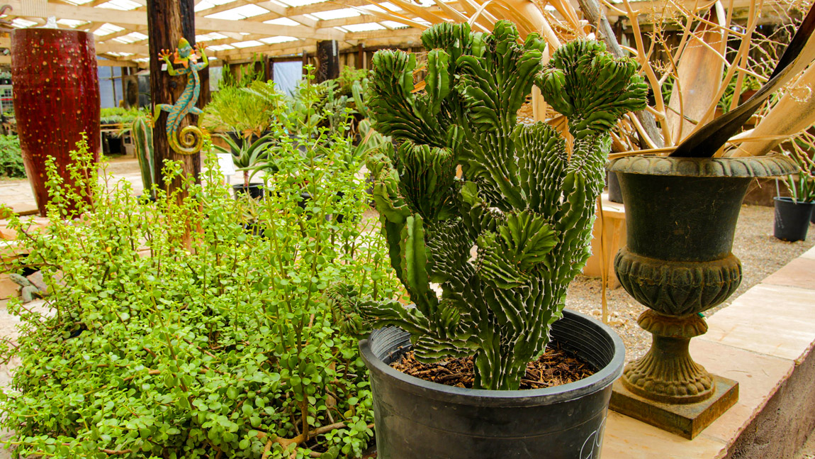 Cactus Nursery Phoenix & Cave Creek Desert Foothills Gardens