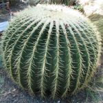 Barrel Cactus Desert Plant Phoenix AZ