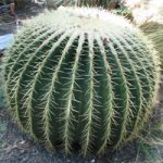 Barrelcactus Woestijnplant Phoenix AZ