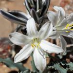Desert Lily Plant Phoenix AZ