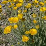 Pianta calendula del deserto Phoenix AZ