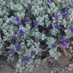 Salvia del deserto pianta Phoenix AZ