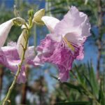 Desert Willow Tree Phoenix AZ