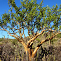 Albero dell'elefante pianta del deserto Phoenix AZ