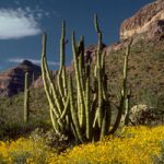 Cactus de tubo de órgano Planta del desierto Phoenix AZ