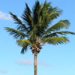 Albero di palma Desert Plant Phoenix AZ