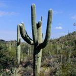 Saguaro-Kaktus Wüstenpflanze Phoenix AZ