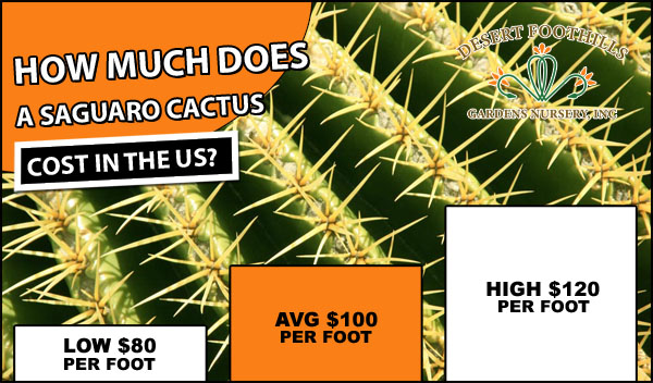 Saguaro Cactus Cost