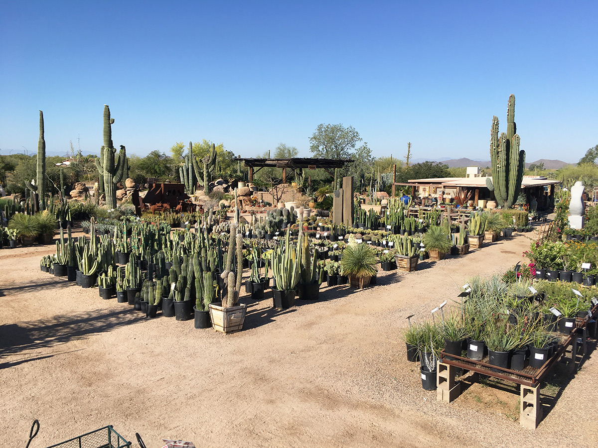 Desert Tree & Plant Nursery Phoenix   Desert Foothills Gardens, Inc.