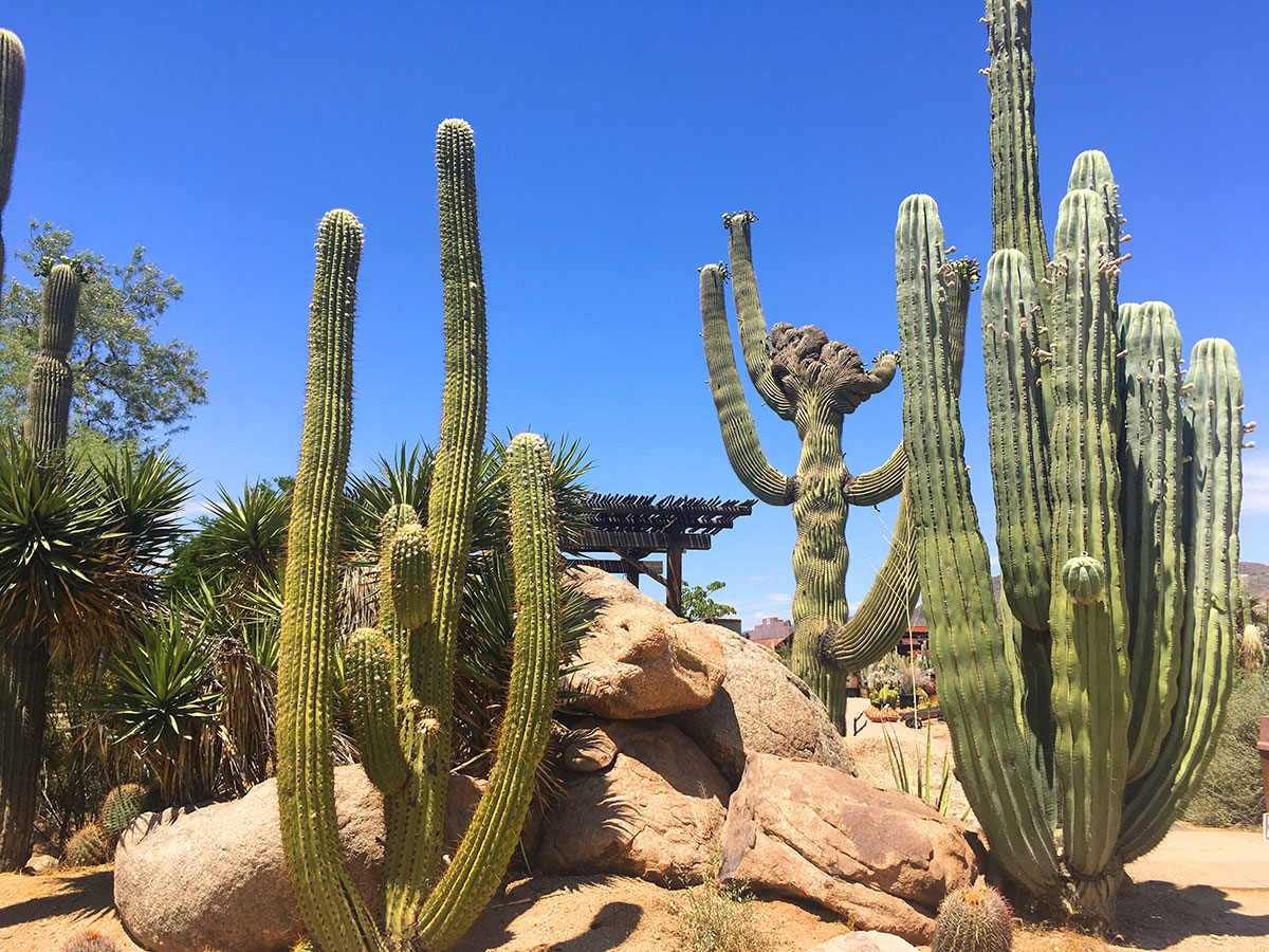 Desert Tree and Plant Nursery Cave Creek Desert Foothills Gardens, Inc.