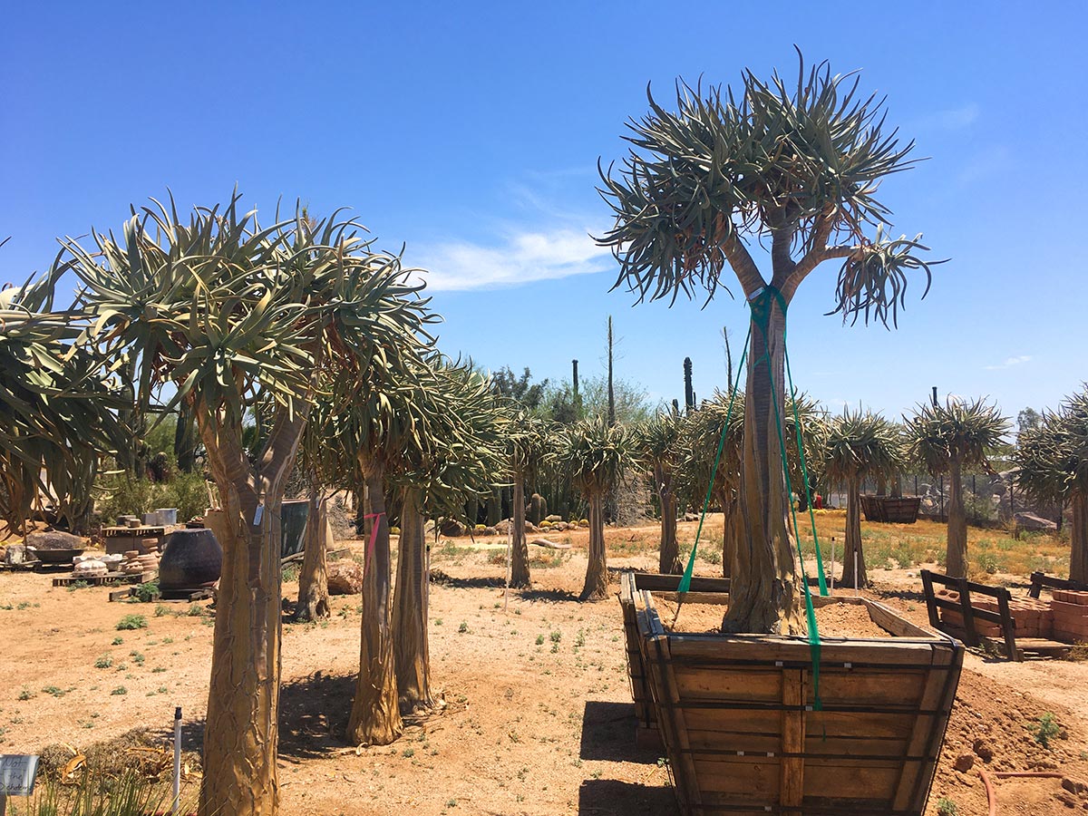 desert-plants-001