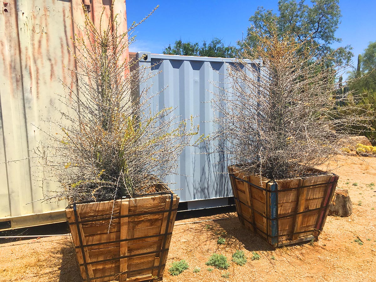 desert-plants-002
