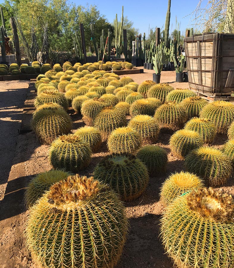 Desert Tree Plant Nursery Phoenix Desert Foothills Gardens Inc