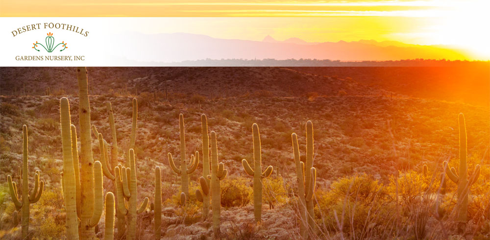 Mosaics In Science  flowering phenology of the saguaro