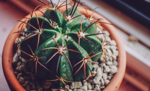 How To Take Care Of A Cactus In Arizona Gardening Tips